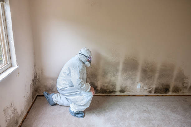 Mold Odor Removal Services in Avalon, PA